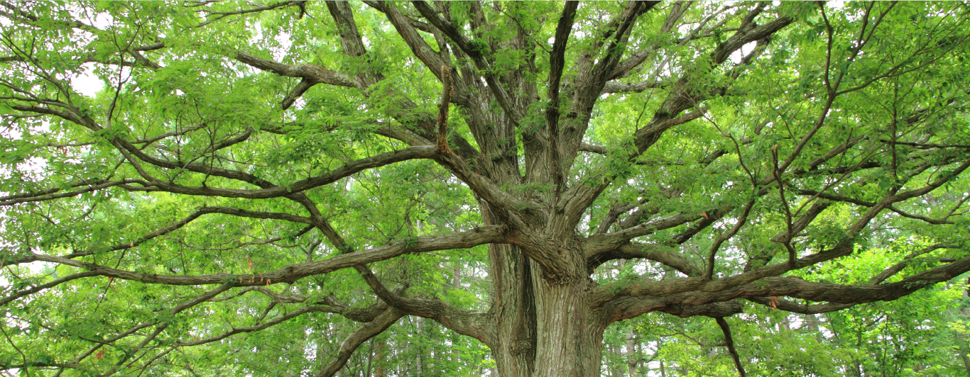 アルプス公園（松本市）の樫の大木